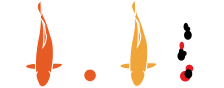 錦鯉の特徴 世話がしやすく長生きな小西の錦鯉 小西養鯉場